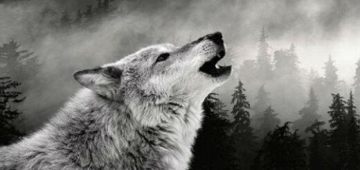 Волчица толкование сонника