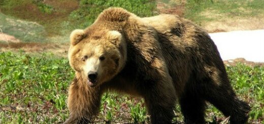 убить бурого медведя во сне