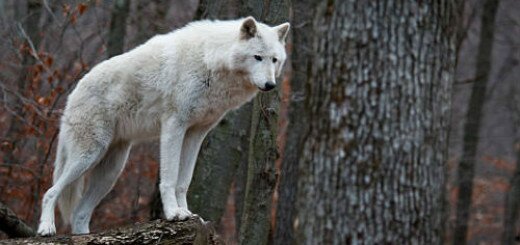 белый волк во сне
