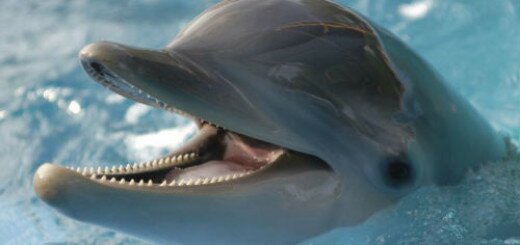 дельфин в воде во сне