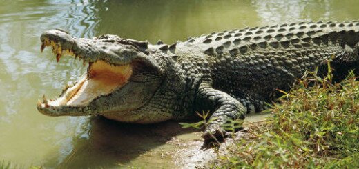 крокодил во сне
