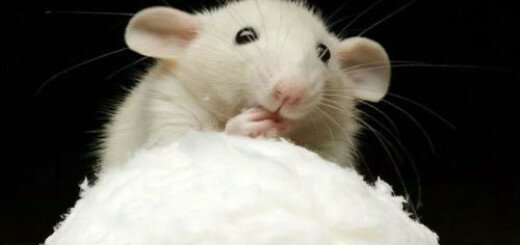 белая мышь во сне