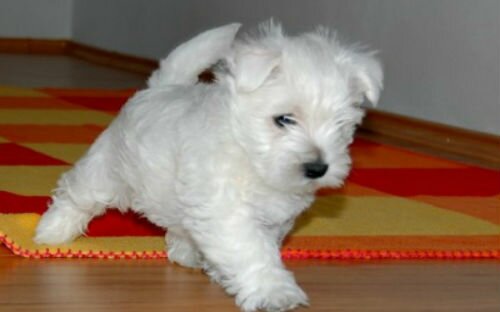 Сонник - белая собака