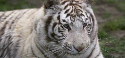Белый тигр толкование сонника