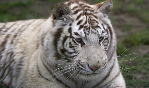 Белый тигр толкование сонника