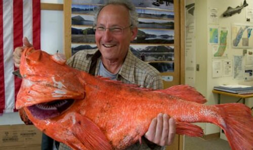 Красная большая рыба сонник