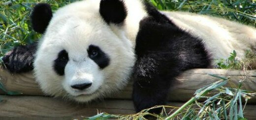 Панда толкование сонника