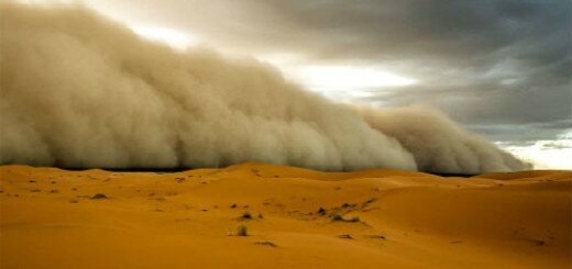 сонник песчаная буря