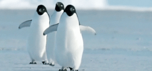 сонник пингвин