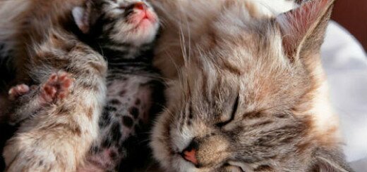кошка родила котят во сне