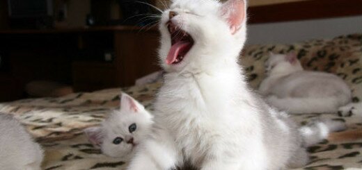 маленькие белые котята во сне