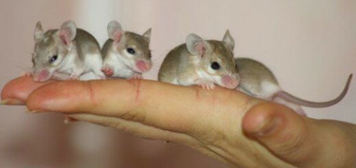 маленькие мыши серые во сне