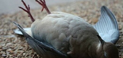 мертвый голубь во сне