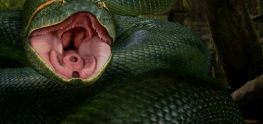 огромная змея во сне