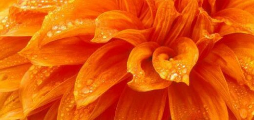 оранжевый цвет во сне