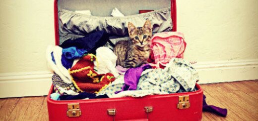 чемодан с вещами собранный во сне