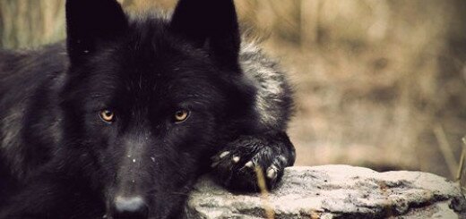 черный волк во сне