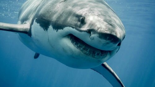 к чему снится, как акула нападает