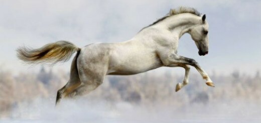 белый конь во сне