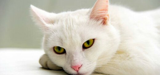 белая кошка во сне