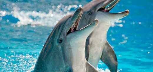 дельфины в воде во сне